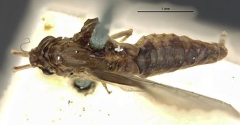 Media type: image;   Entomology 11235 Aspect: habitus dorsal view